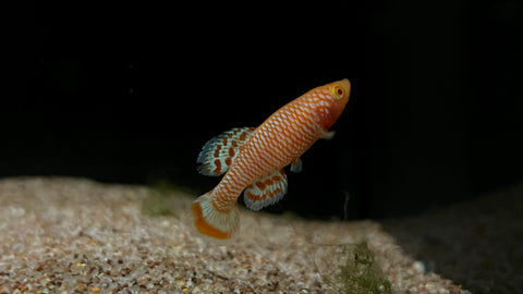 Albino Bluefin Notho (Nothobranchius rachovii) - Pair
