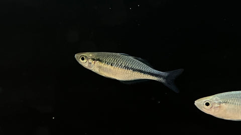 Turquoise Rainbowfish (Melanotaenia lacustris)