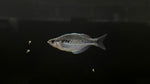 Kamaka Rainbowfish (Melanotaenia kamaka)