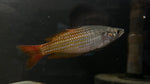 Deepwater Creek Rainbowfish (Melanotaenia splendida)