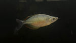 Lake Wanam Rainbow (Glossolepis wanamensis)