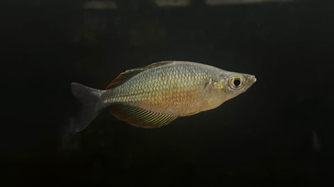 Lake Wanam Rainbow (Glossolepis wanamensis)