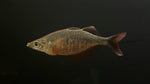Millennium Rainbowfish (Glossolepis pseudoincisus)
