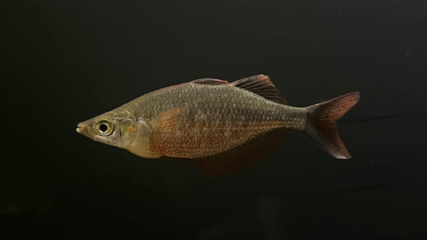 Millennium Rainbowfish (Glossolepis pseudoincisus)
