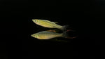 Threadfin Rainbow (Iriatherina werneri) - PAIR