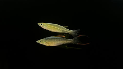 Threadfin Rainbow (Iriatherina werneri) - PAIR