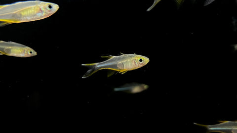 Celebes Rainbowfish (Marosatherina ladigesi)