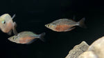 Dority's Rainbowfish (Glossolepis dorityi)