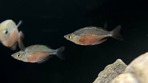 Dority's Rainbowfish (Glossolepis dorityi)