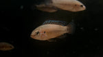 Turkana Jewel Cichlid (Hemichromis exsul)