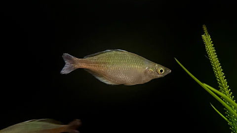 Bleher's Rainbowfish (Chilatherina bleheri)