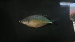 Red Dragon Rainbowfish (Glossolepis multisquamata)