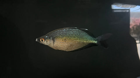 Red Dragon Rainbowfish (Glossolepis multisquamata)