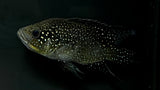 Starry Night Cichlid "Bleekeri" (Paratilapia bleekeri)