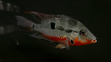 Fire Mouth Cichlid (Thorichthys meeki)