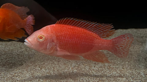Albino Cherry Red Peacock (Aulonocara sp.)