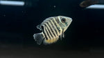 Madeira Severum (Heros sp. Rio Madeira)