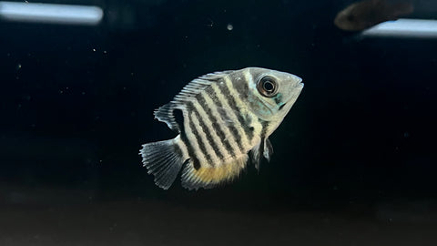 Madeira Severum (Heros sp. Rio Madeira)