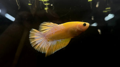 Yellow Hell Boy Plakat (Betta splendens) - T41