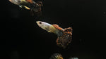 Red Dragon Guppy (Poecilia reticulata) - Pair