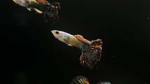 Red Dragon Guppy (Poecilia reticulata) - Pair