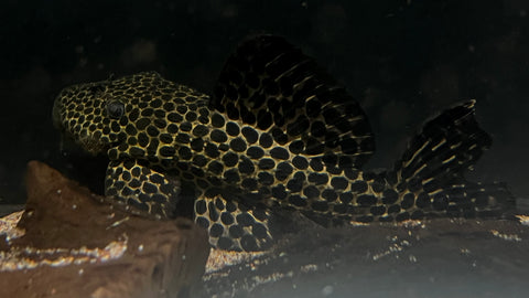L-113 Megalancistrus parananus