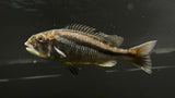 Malawi Hawk (Aristochromis christyi) - Proven Breeding Pair