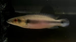 Lugubris Pike (Crenicichla lugubris)