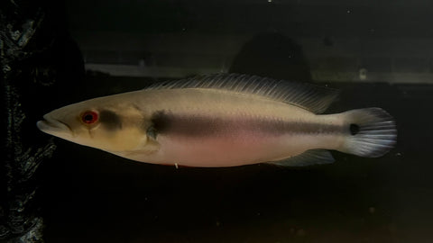 Lugubris Pike (Crenicichla lugubris)