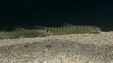 Jiangxi Golden Loach (Parabotia kiangsiensis)