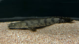Endlicheri Bichir (Polypterus endlicheri) - T139 WYSIWYG (Deformed Eyes)