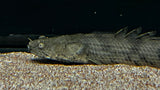 Endlicheri Bichir (Polypterus endlicheri) - T139 WYSIWYG (Deformed Eyes)