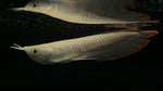 Albino Silver Arowana (Osteoglossum bicirrhosum) - Medium
