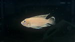 Neolamprologus brevis