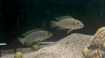 Neolamprologus similis