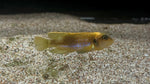 Gold Ocellatus (Lamprologus ocellatus) - Large