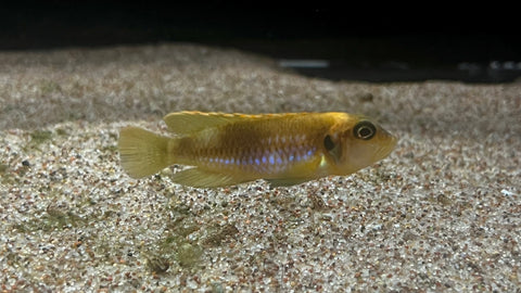 Gold Ocellatus (Lamprologus ocellatus) - Large