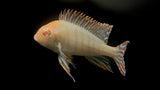 Albino Red Head Tapajos (Geophagus pyrocephalus)