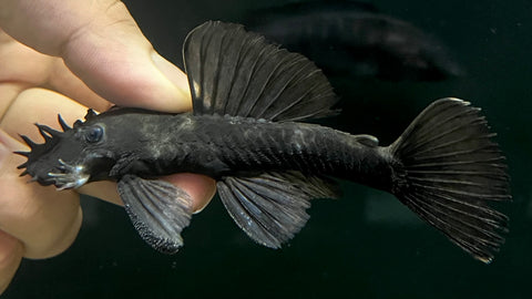Green Dragon Bristlenose Pleco (Ancistrus cirrhosus var.) - Large