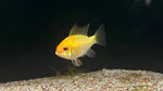 Gold Ram (Mikrogeophagus ramirezi var. "Gold")