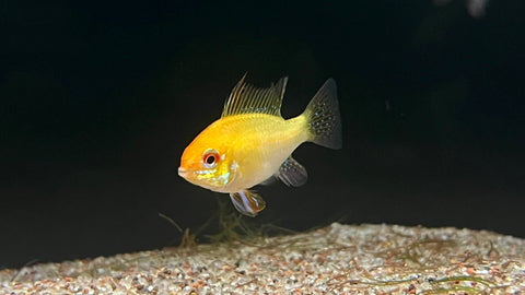 Gold Ram (Mikrogeophagus ramirezi var. "Gold")