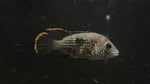 Green Terror (Andinoacara rivulatus) - Medium