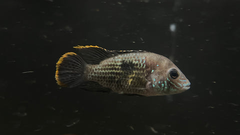 Green Terror (Andinoacara rivulatus) - Medium