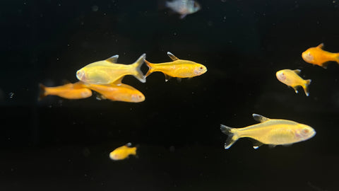 Albino Silvertip Tetra (Hasemania nana)