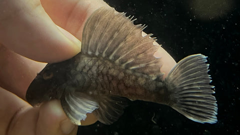 L-20 Polka Dot Pleco (Spectracanthicus zuanoni)