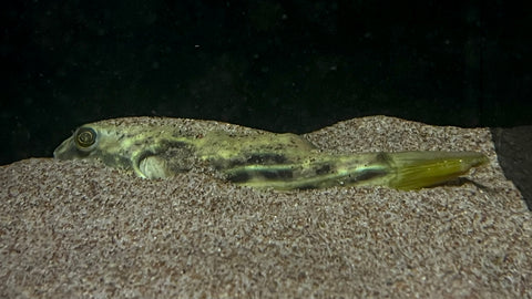Fahaka Pufferfish (Tetraodon lineatus) -Medium