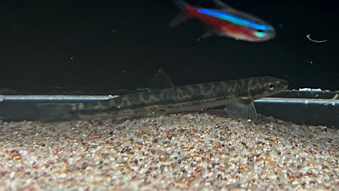 Peeping Shellear (Parakneria cf. cameronensis)