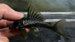 L-200 Green Phantom (Hemiancistrus subviridis) - Medium