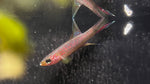 Riggenbachi Killifish (Chromaphyosemion riggenbachi "Yabassi") - Male (WYSIWYG)