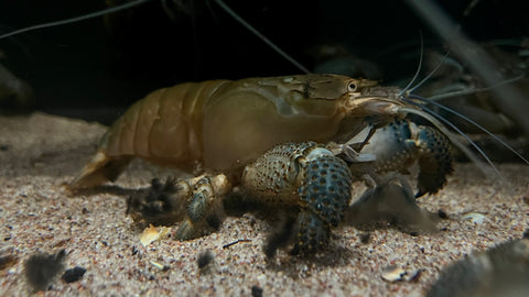 Vampire Shrimp (Atya gabonensis) - Jumbo